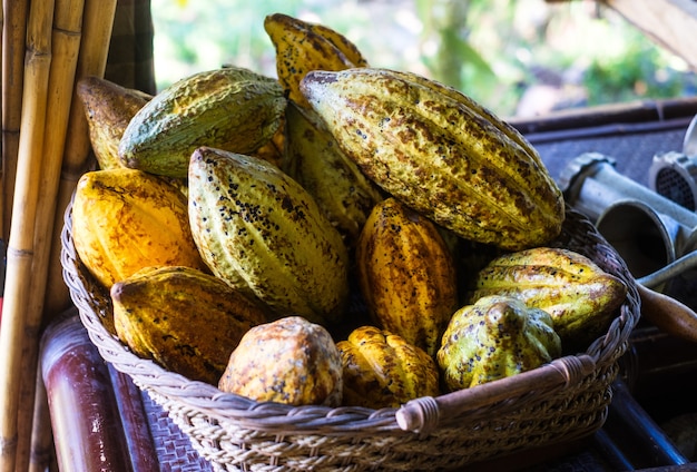 Ripe cocoa beans, cocoa bean harvest, bean processing