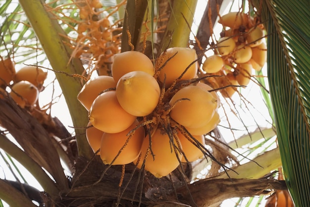 スリランカの木の上で熟したココナッツの自然景色