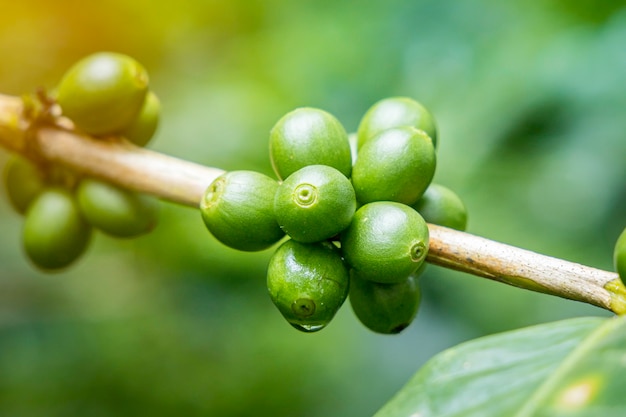 Ripe coffee beans (cherries) 