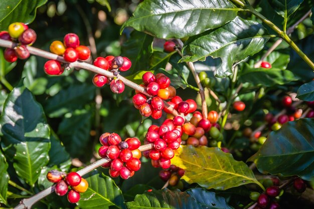 写真 熟したコーヒー豆が畑で収 ⁇ を待っている