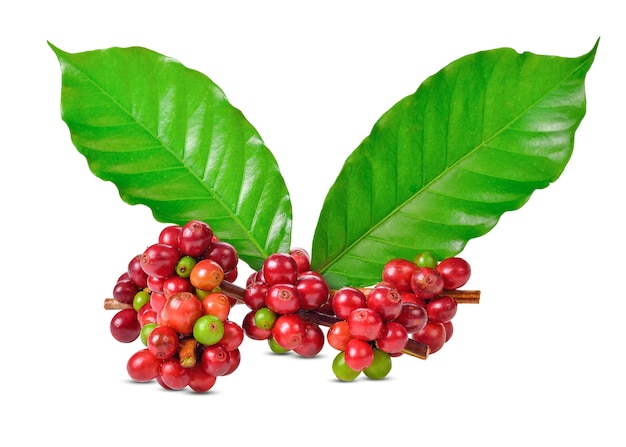 Ripe coffee beans on white background