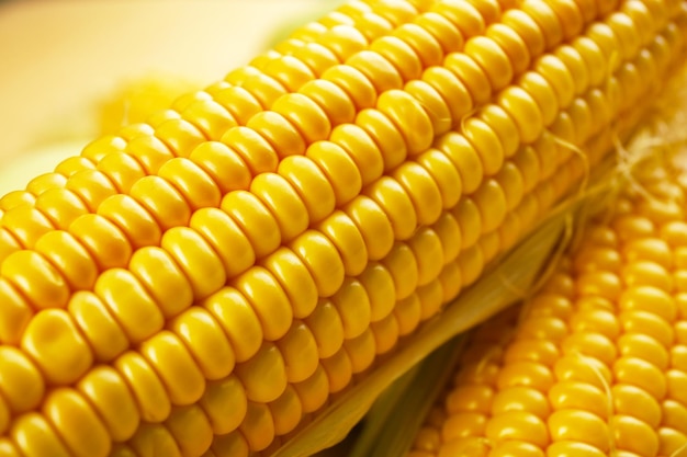 Ripe corn closeup