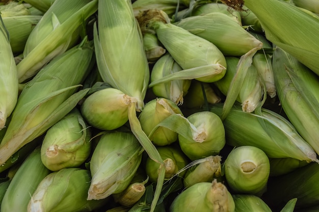 Ripe corn cob background