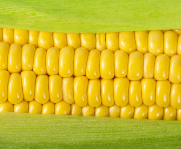 Ripe corn on the cob