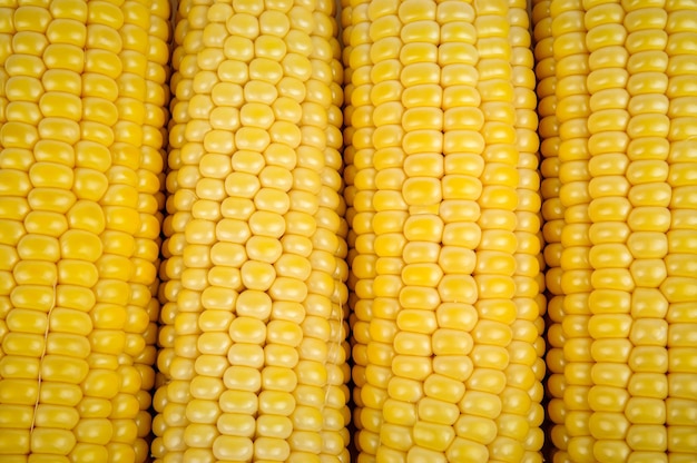 Ripe corn cobs as a texture