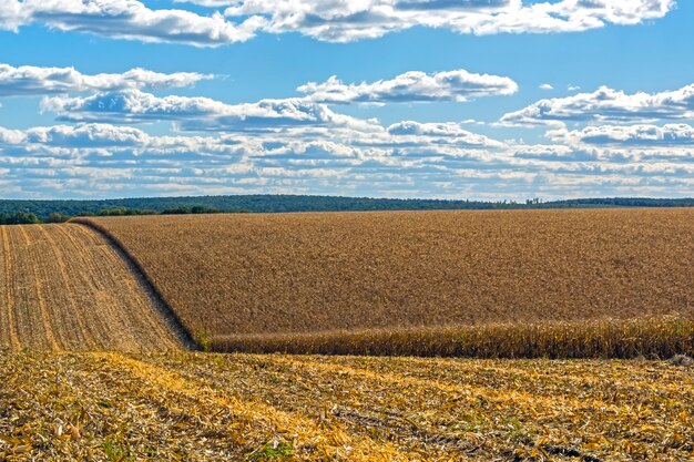 Ripe corn cobs in the field, full of large grain, against the sky.