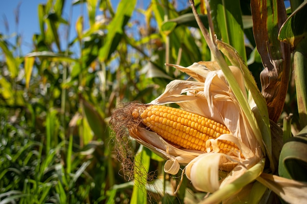 Ripe corn cobs in the middle of plantation.