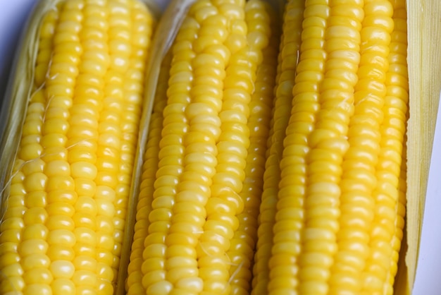 Ripe corn cobs steamed or boiled sweetcorn for food vegan dinner or snack cooked sweet corn background