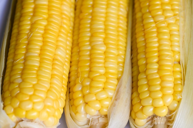 Ripe corn cobs steamed or boiled sweetcorn for food vegan dinner or snack cooked sweet corn background