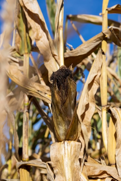 Ripe corn in the field in the summer