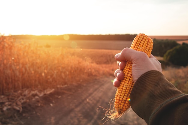 Спелая кукуруза в руке на фоне кукурузного поля на закате