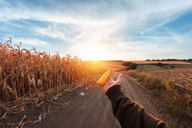 Ripe corn in hand on the background of a corn field at sunset