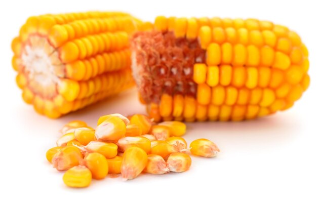 Ripe corn isolated