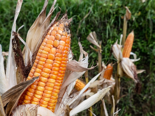 Photo ripe corn with dried leaves