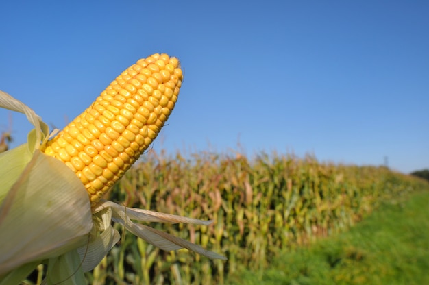 Photo ripe corn