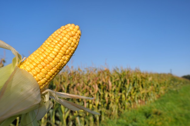 Ripe corn 