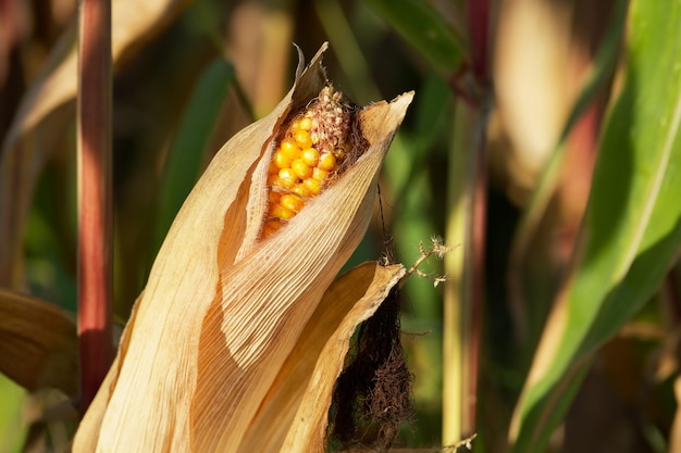 ripe corncob in the field closeup