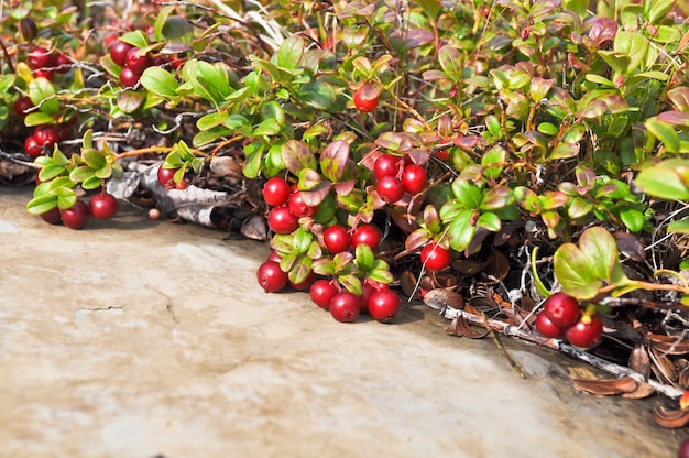 Ripe cowberries on the bushes