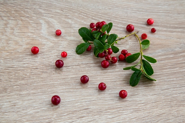 Ripe cowberry in the autumn forest. Very useful and delicious berry. Helps with kidney diseases.