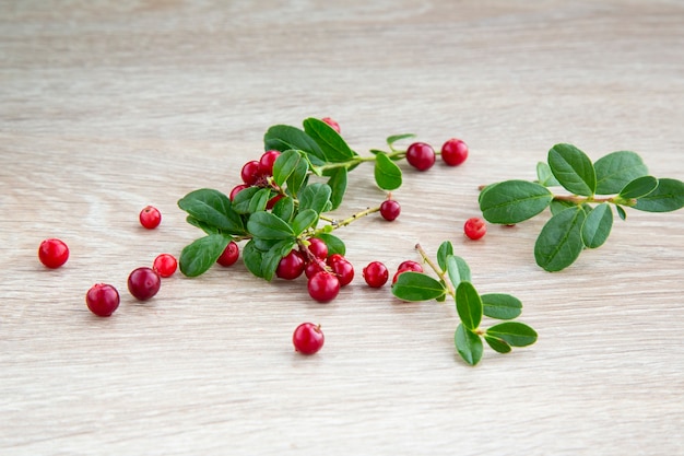 사진 가 숲에서 익은 cowberry. 매우 유용하고 맛있는 베리. 신장 질환에 도움이 됩니다.