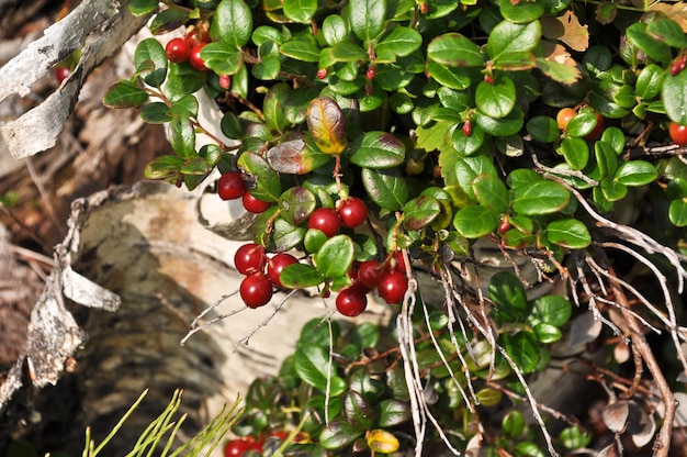 Ripe cowberry