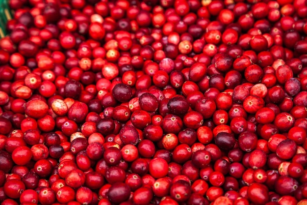Ripe cranberries for background red cranberries