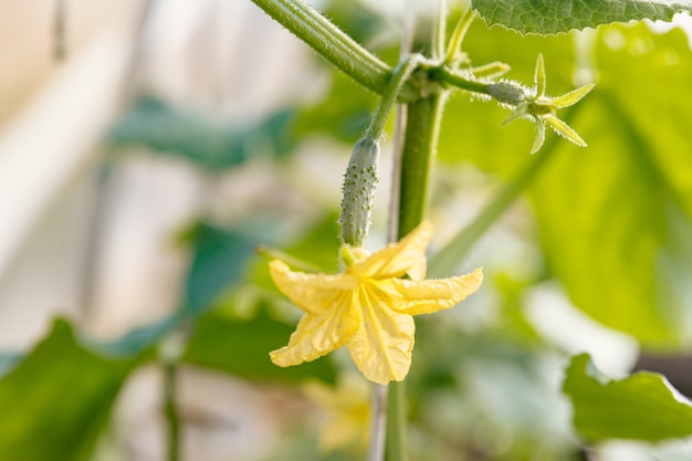 Ripe cucumber growing on a bush in a greenhouse