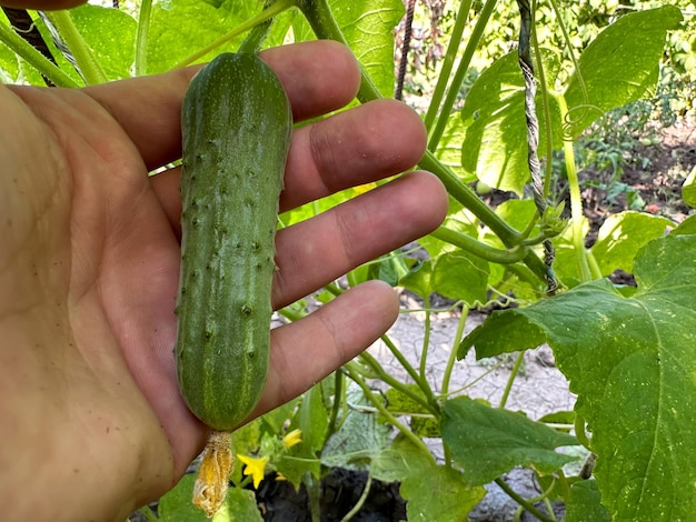 Ripe cucumber in the palm of your hand