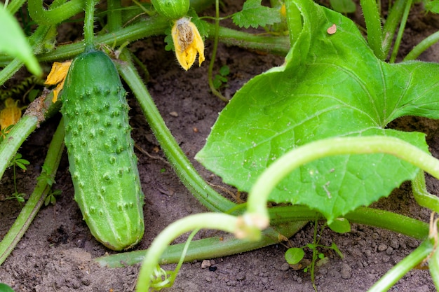 Ripe cucumbers in the garden in village