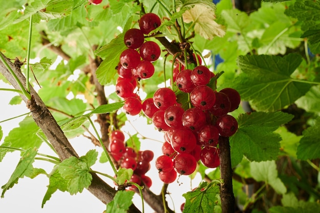 Ripe currants on the branches of bushes