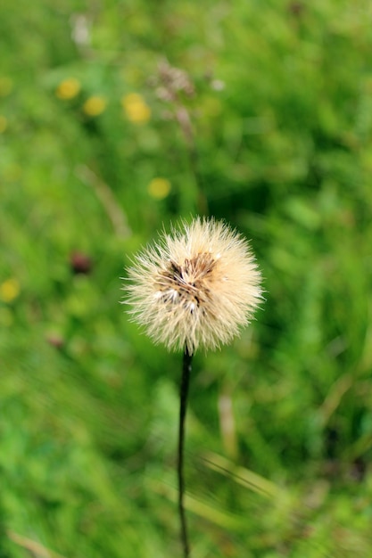 緑の草の背景に熟したタンポポ