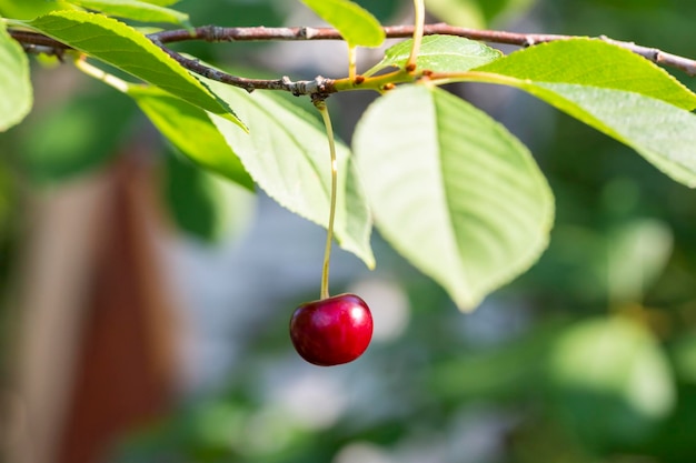 Ripe dark red cherries hanging on cherry tree branch with blurred background