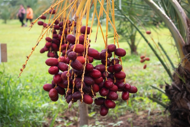 Ripe dates palm fruit with branches on dates palm tree