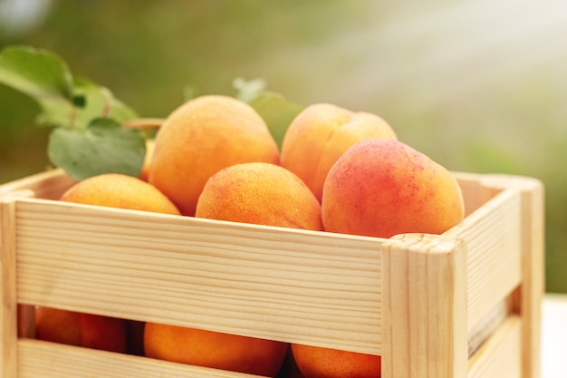 Ripe delicious apricots in a wooden box and a branch with green leaves outdoors