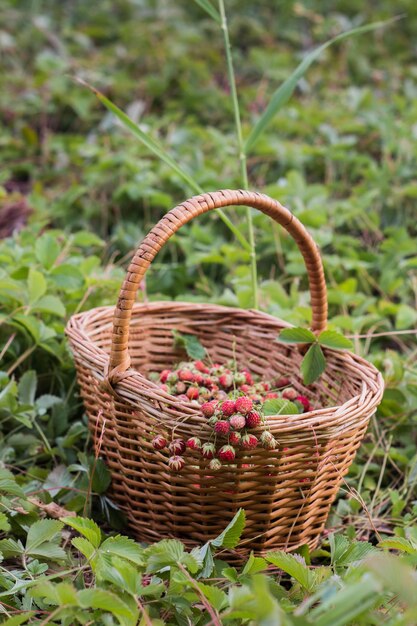 Ripe delicious wild strawberries in a wicker basket