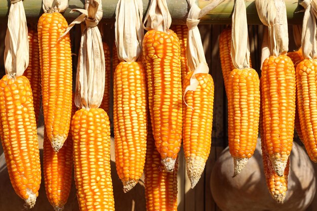 Ripe dried corn cobs hanging on the old wooden wagon