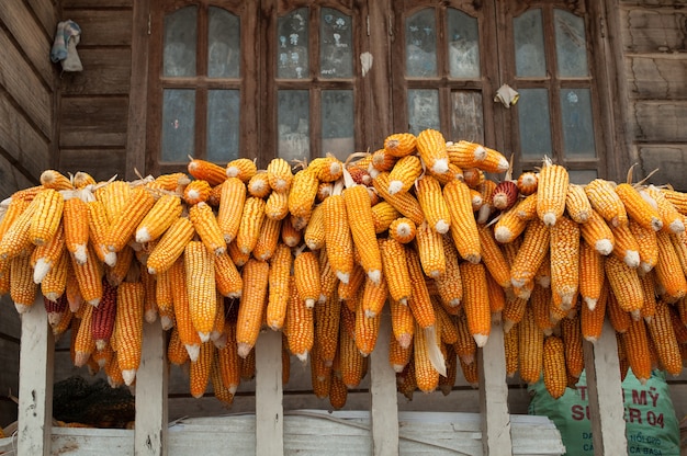 Ripe dried corn cobs