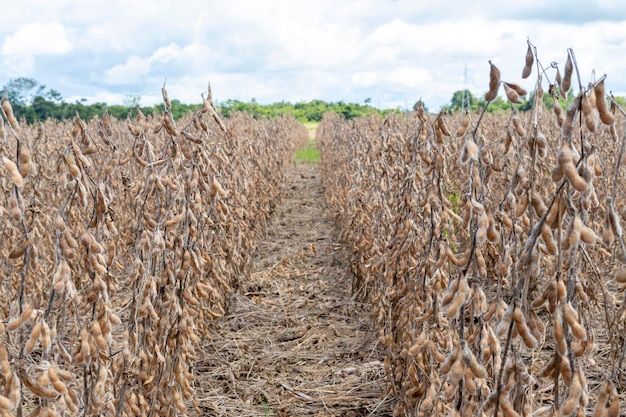 Photo ripe and dried soybeans on the field ready for harvest