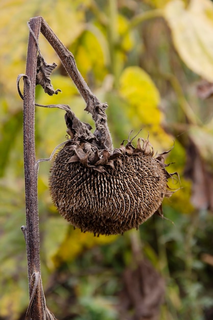 Ripe dried sunflowers on the field