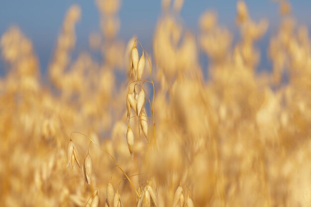 ripe ear of oats in the field