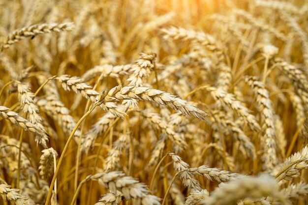 A ripe ear of wheat on a blurred background