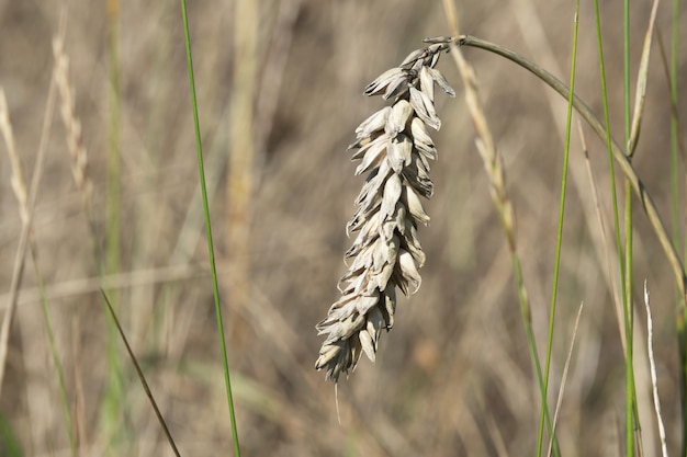 ripe ear of wheat closeup