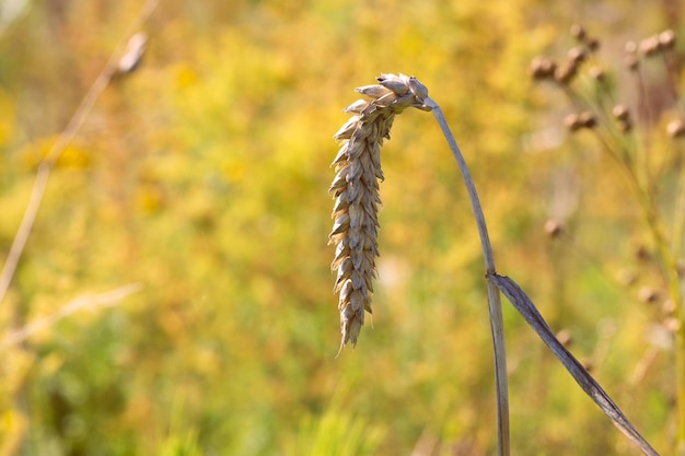 ripe ear of wheat in the field