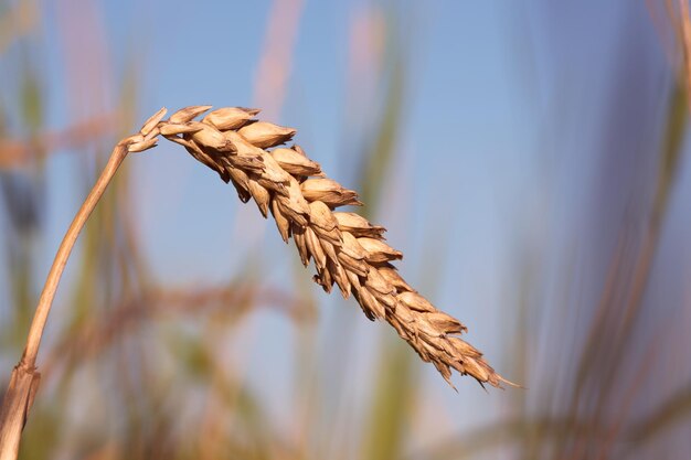 Foto un chicco di grano maturo nel campo