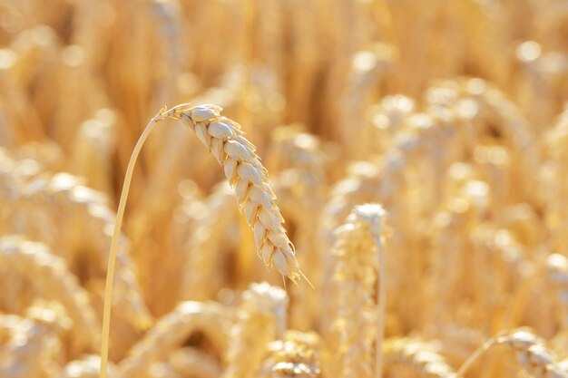 ripe ear of wheat in golden hour