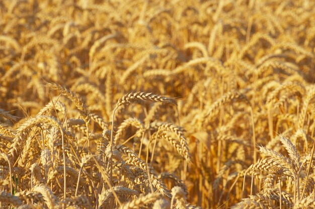 ripe ear of wheat summer harvest