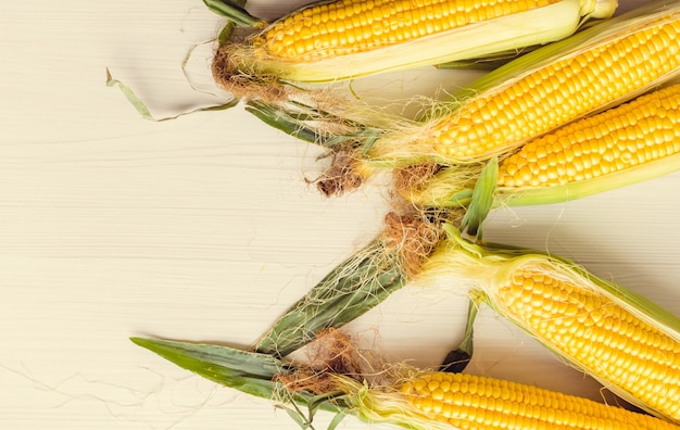 Ripe ears of corn on a background