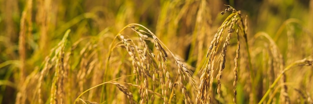 Ripe ears of rice on a pussy field in the background of sunlight BANNER, long format