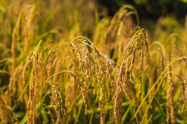 Ripe ears of rice on a pussy field in the background of sunlight.