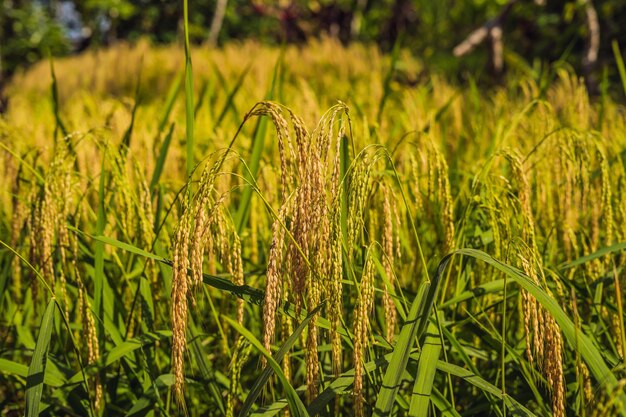 Ripe ears of rice on a pussy field in the background of sunlight.